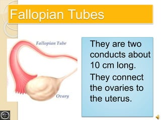 Fallopian Tubes 
They are two 
conducts about 
10 cm long. 
They connect 
the ovaries to 
the uterus. 
 