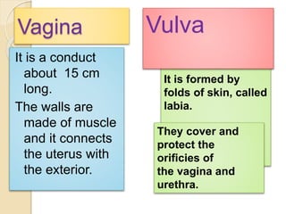 Vagina 
It is a conduct 
about 15 cm 
long. 
The walls are 
made of muscle 
and it connects 
the uterus with 
the exterior. 
Vulva 
It is formed by 
folds of skin, called 
labia. 
They cover and 
protect the 
orificies of 
the vagina and 
urethra. 
 