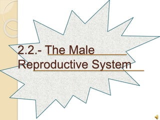 2.2.- The Male 
Reproductive System 
 