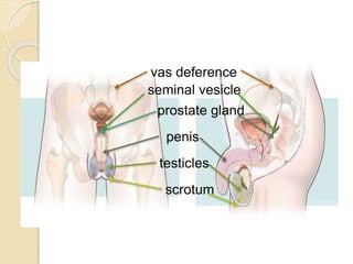 vas deference 
seminal vesicle 
prostate gland 
penis 
testicles 
scrotum 
 