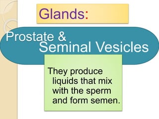 Glands: 
Prostate & 
Seminal Vesicles 
They produce 
liquids that mix 
with the sperm 
and form semen. 
 