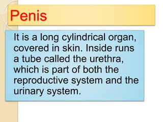 Penis 
It is a long cylindrical organ, 
covered in skin. Inside runs 
a tube called the urethra, 
which is part of both the 
reproductive system and the 
urinary system. 
 