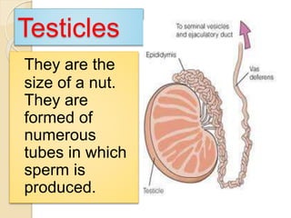 Testicles 
They are the 
size of a nut. 
They are 
formed of 
numerous 
tubes in which 
sperm is 
produced. 
 