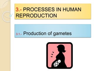 3.- PROCESSES IN HUMAN 
REPRODUCTION 
3.1.- Production of gametes 
 