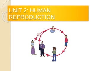 UNIT 2: HUMAN 
REPRODUCTION 
 