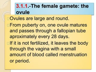 3.1.1.-The female gamete: the 
ovule 
Ovules are large and round. 
From puberty on, one ovule matures 
and passes through a fallopian tube 
aproximately every 28 days. 
If it is not fertilized, it leaves the body 
through the vagina with a small 
amount of blood called menstruation 
or period. 
 