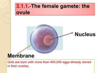 3.1.1.-The female gamete: the 
ovule 
Nucleus 
Membrane 
Girls are born with more than 400,000 eggs already stored 
in their ovaries. 
 
