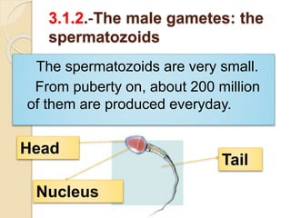 3.1.2.-The male gametes: the 
spermatozoids 
The spermatozoids are very small. 
From puberty on, about 200 million 
of them are produced everyday. 
Tail 
Head 
Nucleus 
 