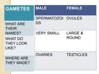 GAMETES 
WHAT ARE 
THEIR 
NAMES? 
WHAT DO 
THEY LOOK 
LIKE? 
WHERE ARE 
THEY MADE? 
MALE FEMALE 
SPERMATOZOI 
DS 
OVULES 
VERY SMALL LARGE & 
ROUND 
OVARIES TESTICLES 
 