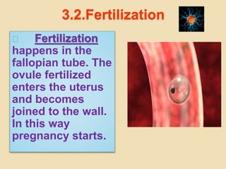 3.2.Fertilization 
Fertilization 
happens in the 
fallopian tube. The 
ovule fertilized 
enters the uterus 
and becomes 
joined to the wall. 
In this way 
pregnancy starts. 
 