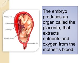 The embryo 
produces an 
organ called the 
placenta, that 
extracts 
nutrients and 
oxygen from the 
mother´s blood. 
 