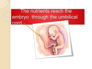 The nutrients reach the 
embryo through the umbilical 
cord. 
 
