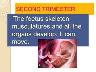 SECOND TRIMESTER 
The foetus skeleton, 
musculatures and all the 
organs develop. It can 
move. 
 