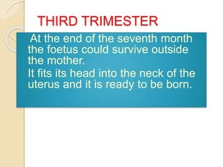 THIRD TRIMESTER 
At the end of the seventh month 
the foetus could survive outside 
the mother. 
It fits its head into the neck of the 
uterus and it is ready to be born. 
 