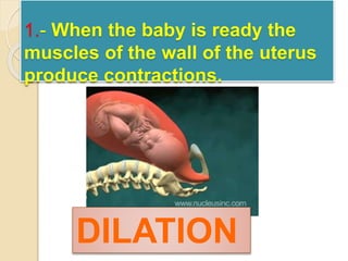 1.- When the baby is ready the 
muscles of the wall of the uterus 
produce contractions. 
DILATION 
 