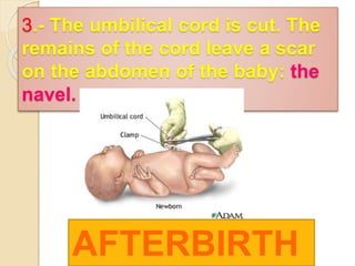 3.- The umbilical cord is cut. The 
remains of the cord leave a scar 
on the abdomen of the baby: the 
navel. 
AFTERBIRTH 
