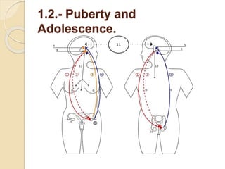 1.2.- Puberty and 
Adolescence. 
 