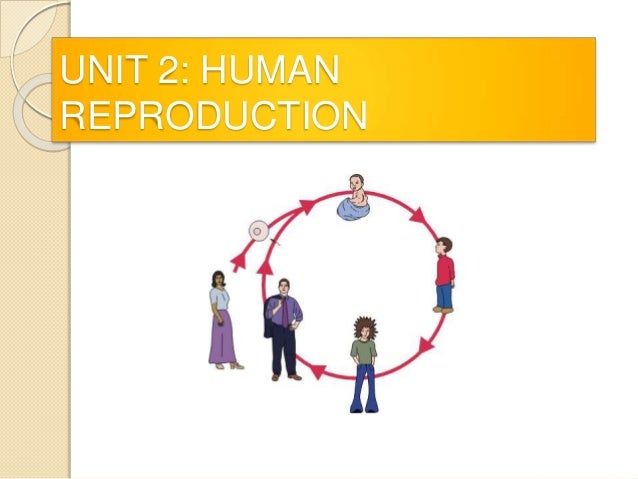 essay on the male reproductive system The male reproductive system the release of fsh and lh stimulates cells in the testes to produce testosterone fsh and testosterone stimulate the development of sperm. essay on the male reproductive system The male reproductive system the release of fsh and lh stimulates cells in the testes to produce testosterone fsh and testosterone stimulate the development of sperm.
