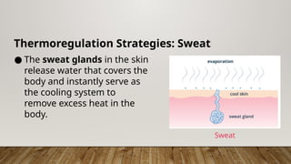 Thermoregulation Strategies: Sweat
● The sweat glands in the skin
release water that covers the
body and instantly serve as
the cooling system to
remove excess heat in the
body.
Sweat
 