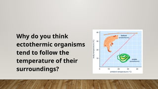 Why do you think
ectothermic organisms
tend to follow the
temperature of their
surroundings?
 