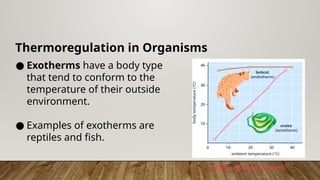 Thermoregulation in Organisms
● Exotherms have a body type
that tend to conform to the
temperature of their outside
environment.
● Examples of exotherms are
reptiles and fish.
Body temperatures
 