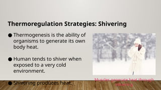 Thermoregulation Strategies: Shivering
● Thermogenesis is the ability of
organisms to generate its own
body heat.
● Human tends to shiver when
exposed to a very cold
environment.
● Shivering produces heat.
Muscles generate heat through
shivering
 