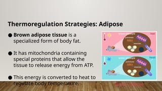Thermoregulation Strategies: Adipose
● Brown adipose tissue is a
specialized form of body fat.
● It has mitochondria containing
special proteins that allow the
tissue to release energy from ATP.
● This energy is converted to heat to
regulate body temperature. Brown adipose
 
