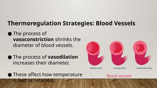 Thermoregulation Strategies: Blood Vessels
● The process of
vasoconstriction shrinks the
diameter of blood vessels.
● The process of vasodilation
increases their diameter.
● These affect how temperature
is lost or retained.
Blood vessels
 
