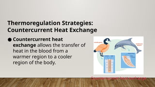Thermoregulation Strategies:
Countercurrent Heat Exchange
● Countercurrent heat
exchange allows the transfer of
heat in the blood from a
warmer region to a cooler
region of the body.
Countercurrent heat exchange
 