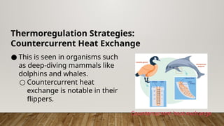 Thermoregulation Strategies:
Countercurrent Heat Exchange
● This is seen in organisms such
as deep-diving mammals like
dolphins and whales.
○ Countercurrent heat
exchange is notable in their
flippers.
Countercurrent heat exchange
 
