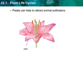 stamenfilamentantherA stamen is the male structure of the flower.anther produces pollen grains 