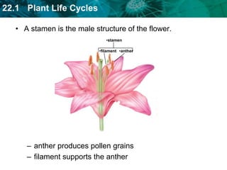 filament supports the anther stigmastylecarpelovaryThe innermost layer of a flower is the female carpel. stigma is sticky tip 