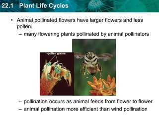 Animal pollinated flowers have larger flowers and less pollen. many flowering plants pollinated by animal pollinatorspollen grainspollination occurs as animal feeds from flower to flower