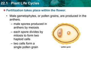 animal pollination more efficient than wind pollinationFertilization takes place within the flower.Male gametophytes, or pollen grains, are produced in the anthers. male spores produced inanthers by meiosis