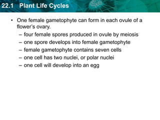 each spore divides bymitosis to form twohaploid cells 