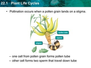 two cells form asingle pollen grainpollen grain