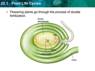 One female gametophyte can form in each ovule of a flower’s ovary.four female spores produced in ovule by meiosis one spore develops into female gametophyte female gametophyte contains seven cells one cell has two nuclei, or polar nuclei one cell will develop into an egg 