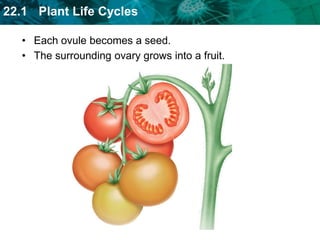 other cell forms two sperm that travel down tube  femalegametophyteeggspermpolar nucleiovuleFlowering plants go through the process of double fertilization.