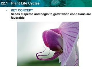 endospermseed coatembryoFlowering plants go through the process of double fertilization.one sperm fertilizes the egg