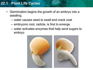 Animals, wind, and water can spread seeds.Seeds dispersed by animals can have nutritious fruits or fruits that cling.