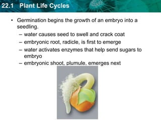 CypselaeDouble samarasSeeds dispersed by wind can have wing- or parachute-like fruits.