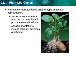 KEY CONCEPTPlants can produce genetic clones of themselves through asexual reproduction.