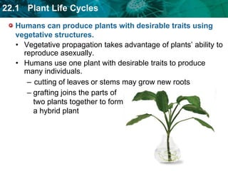 Plants can reproduce asexually with stems, leaves, or roots.Asexual reproduction allows a plant to make copies of itself.Regeneration is one type of asexual reproduction.plants grow a new individual from fragment of parent occurs when piece of a stem, leaf, or root falls off parent plant