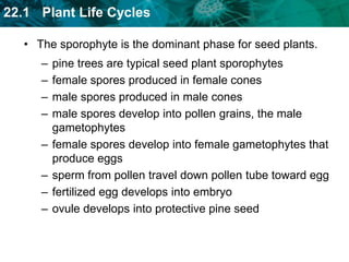 The sporophyte is the dominant phase for seed plants. 