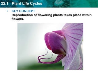 sepalFlowers contain reproductive organs protected by specialized leaves.Sepals and petals are modified leaves.Sepals are outermostlayer that protectsdeveloping flower 