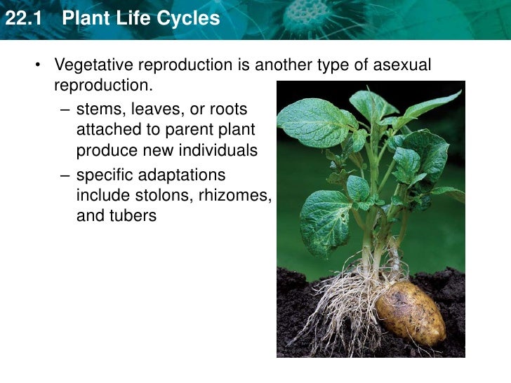 Unit 23 Plant Reproduction