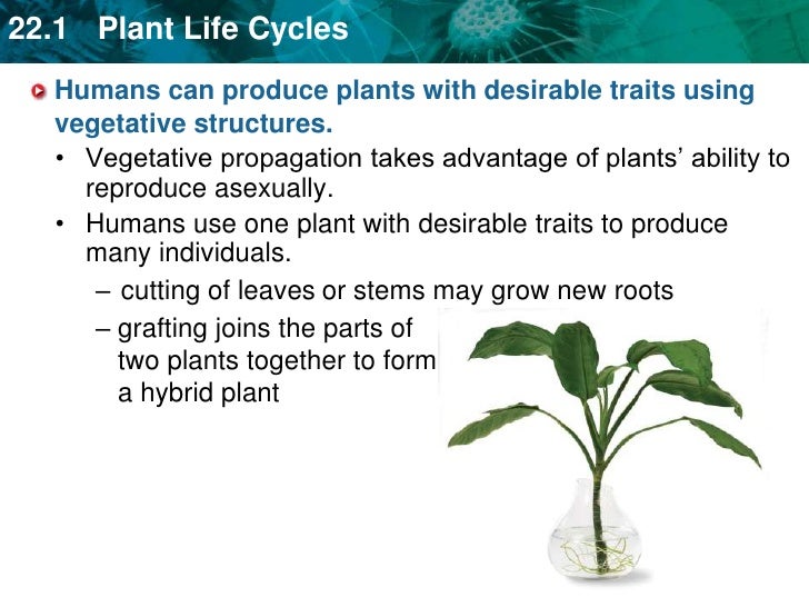 Unit 23 Plant Reproduction