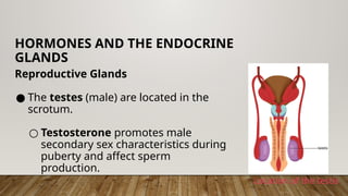 Testosterone Location Unit 24 How Hormones Govern Body Activities 1.pptx