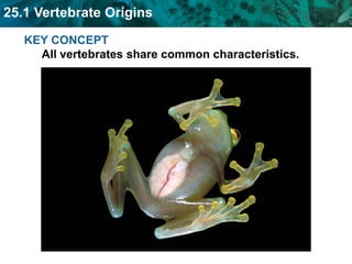 KEY CONCEPT All vertebrates share common characteristics. 