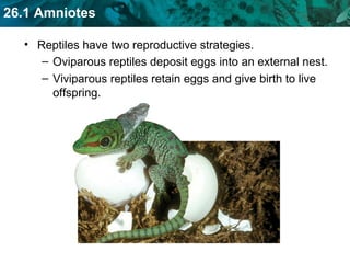 Reptiles have two reproductive strategies. Oviparous reptiles deposit eggs into an external nest. Viviparous reptiles retain eggs and give birth to live offspring. 